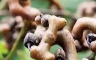 拐枣泡水喝的功效（拐枣泡水喝的功效有哪些）