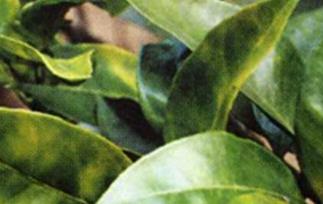 柑橘黄龙病的症状和防治方法（柑橘黄龙病如何防治）