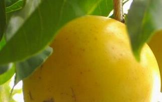 黄晶果的功效与作用（黄晶果的功效与作用图片）