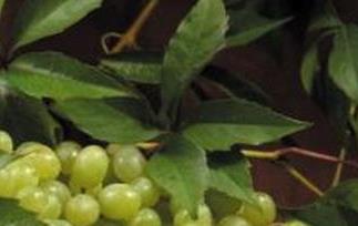 自制葡萄酒的危害 自制葡萄酒的危害中毒的营养价值