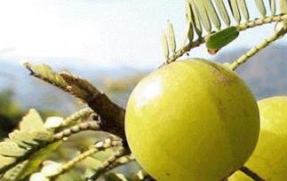 余甘的功效与作用 余甘的功效与作用及食用方法