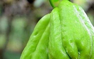 拂手瓜和什么相克 拂手瓜与什么相克