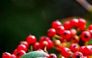 野红籽的作用与功效（野红籽如何食用）