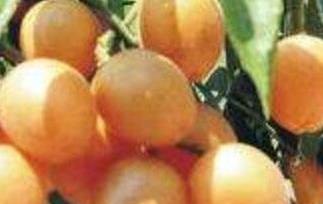 黄皮果皮的功效与作用 黄皮果皮的功效与作用及禁忌