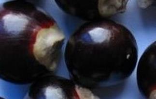 桂圆核的功效与作用