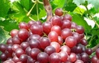 超级无核葡萄的功效与作用 无核红葡萄的功效与作用