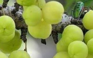 余甘子的功效与作用及食用方法 余甘子的作用和功效