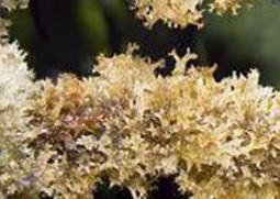 竹燕窝怎么清洗 竹燕窝怎么清洗最干净