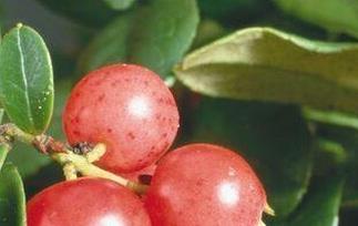 卡姆果的功效与作用（卡姆果的功效与作用图片）