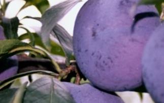 西洋李子的功效与作用（西洋李子的功效与作用禁忌）