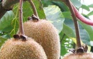 猕猴桃怎么吃（猕猴桃怎么吃才正确）