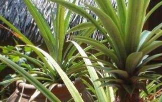 菠萝盆栽如何栽 菠萝盆栽如何栽植