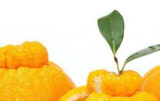 丑八怪水果的功效和作用 丑八怪水果有什么营养