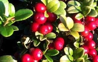 越桔的功效与作用 欧洲越桔的功效与作用