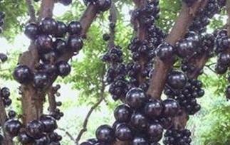 树葡萄和嘉宝果的区别 树葡萄和嘉宝果的区别在哪