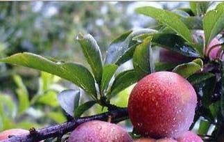 李子的功效与作用 李子的功效与作用及营养价值