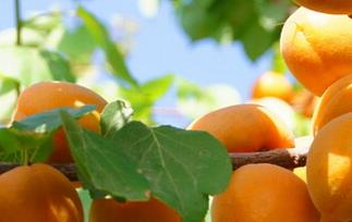 杏的功效与作用 杏仁的功效与作用