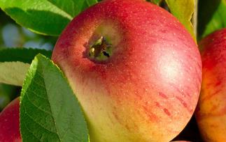 怎么挑选苹果 怎么挑选苹果又脆又甜