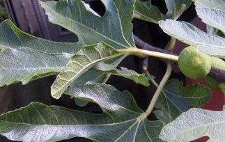 无花果叶的功效与作用（新鲜无花果叶子的功效与作用）