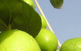 毛叶枣的功效与作用（毛叶枣的功效与作用害处）