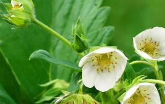 吃草莓的好处 吃草莓的好处与禁忌