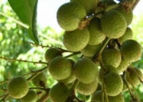 中药元肉的作用与功效 元肉是什么中药啊