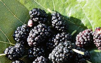 桑葚的食疗功效 桑葚的食疗功效与作用