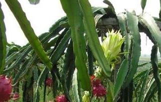 火龙果如何种植 火龙果种植方法技巧