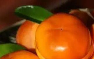 怎样让柿子不涩又脆（怎样让柿子不涩又脆又可保存）