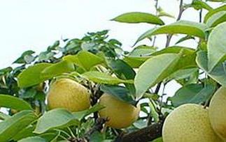 秋天吃什么水果最养生 秋天吃什么水果对身体最好