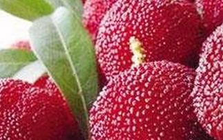 杨梅的营养价值及功效 杨梅的营养价值及功效作用
