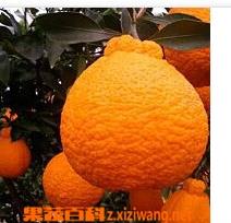 凸椪的功效与作用 恵加强的功效与作用