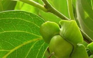 柿子叶的药用价值与功效（柿子叶的功效与作用1）