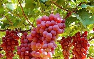 中药葡萄根的功效与作用 中药葡萄根的功效与作用图片