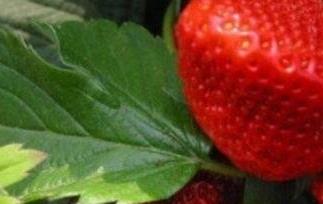 草莓如何清洗（草莓如何清洗最干净）