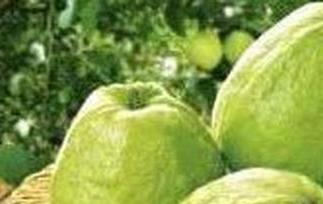 芭乐的功效与作用 芭乐的功效与作用及禁忌