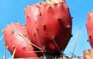 仙人掌果怎么吃 仙人掌果吃法技巧