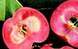 红肉苹果好吃吗(新疆红肉苹果好吃吗)