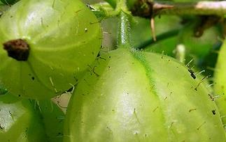 鹅莓的功效与作用 鹅莓的功效与作用是什么