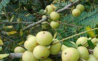 余甘泡酒的功效与作用（余甘果泡酒的功效与作用）