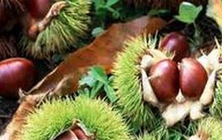 栗子怎么煮（栗子怎么煮好吃又好剥皮空气炸锅）