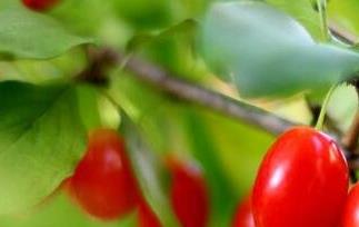 茱萸的功效与作用及副作用（茱萸的功效与作用及副作用及禁忌）