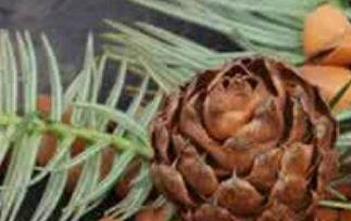 松树果子的功效与作用 松树果子有什么功效