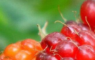 刺泡儿的功效与作用（刺泡的功效和作用）