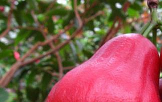 孕妇能不能吃莲雾 孕妇能不能吃莲雾,莲雾的好处