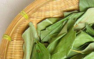 柿子叶泡水喝的功效（柿子叶泡水喝的功效与副作用）