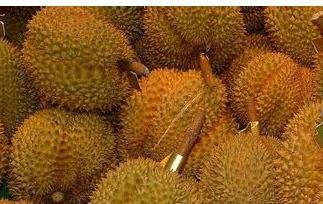 榴莲的挑选方法 榴莲的挑选方法 如何挑选榴莲