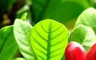 神秘果怎么吃（神秘果怎么吃才会吃什么都甜）