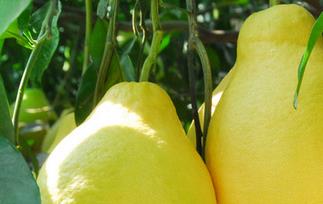 常见的无糖水果有哪些（常见的无糖水果有哪些品种）