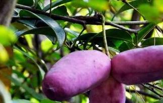 八月瓜果皮怎么食用（八月瓜果皮怎么食用的）